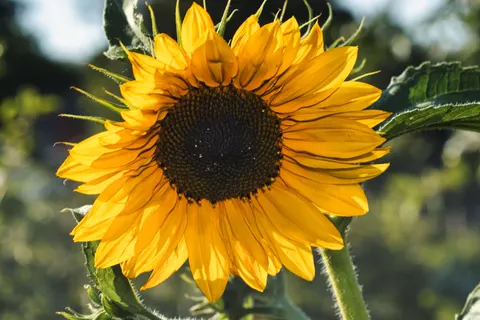 خلفية حقل عباد الشمس بدقة 4K · flowers · 3840×2560