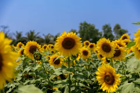 Sunflower Field 4K Wallpaper · flowers · 3840×2560