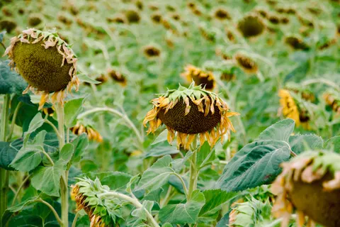 Sunflower Field 4K Wallpaper · flowers · 3840×2560