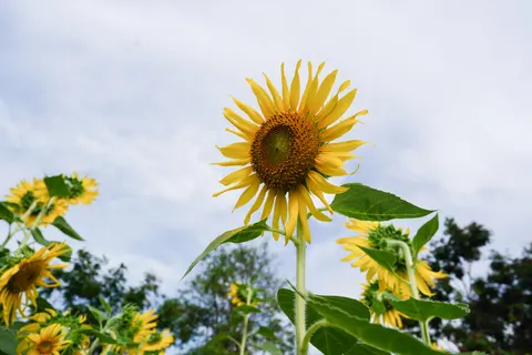 Sunflower Field 4K Wallpaper · flowers · 3840×2560