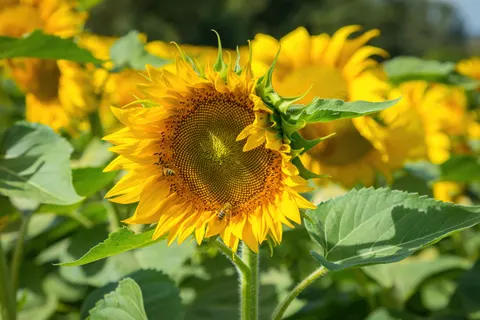 Sunflower Field 4K Wallpaper · flowers · 3840×2560