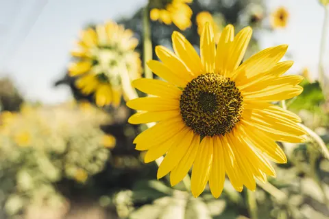 Fond d'écran Champ de tournesols 4K · flowers · 3840×2555