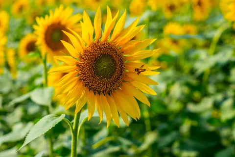Sunflower Field 4K Wallpaper · flowers · 3840×2563