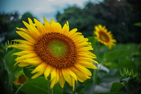 Sunflower Field 4K Wallpaper · flowers · 3840×2560