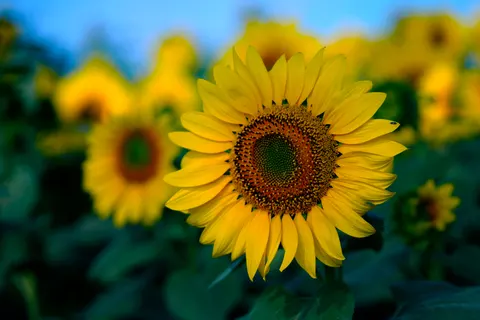 Sunflower Field 4K Wallpaper · flowers · 3840×2560