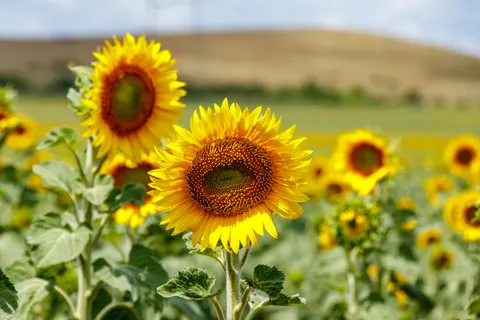 Sonnenblumenfeld 4K Hintergrundbild · flowers · 3840×2560