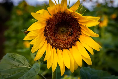 Sunflower Field 4K Wallpaper · flowers · 3840×2560