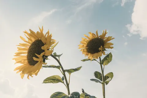 Sonnenblumenfeld 4K Hintergrundbild · flowers · 3840×2560