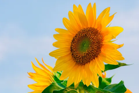 Sunflower Field 4K Wallpaper · flowers · 3840×2560