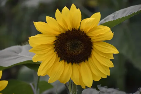 Fondo de pantalla Campo de girasoles 4K · flowers · 3840×2560
