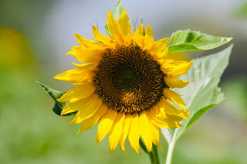 Sunflower Field 4K Wallpaper · flowers · 3840×2560