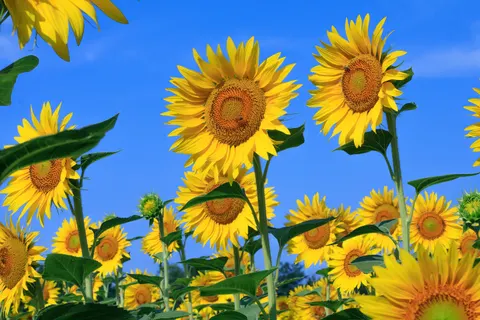 Sunflower Field 4K Wallpaper · flowers · 3840×2560