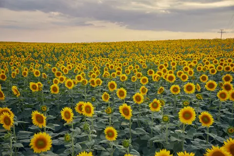 Sunflower Field 4K Wallpaper · flowers · 3840×2560