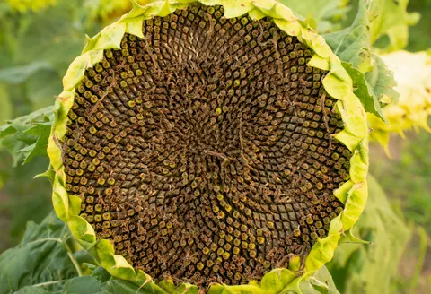 Sunflower Field 4K Wallpaper · flowers · 3840×2618
