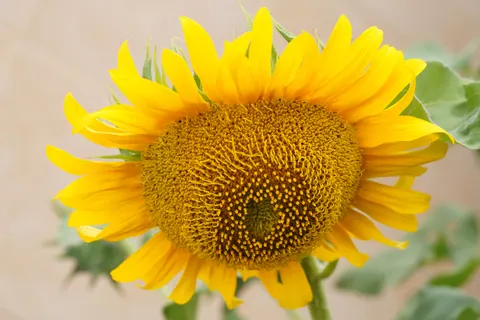 Sunflower Field 4K Wallpaper · flowers · 3840×2561