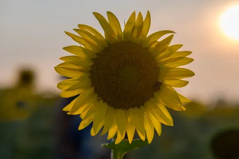 Fond d'écran Champ de tournesols 4K · flowers · 3840×2555