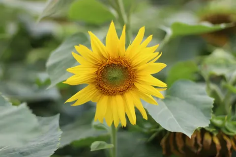 Sunflower Field 4K Wallpaper · flowers · 3840×2560
