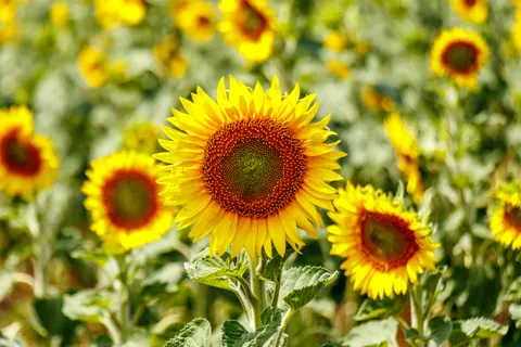 Sonnenblumenfeld 4K Hintergrundbild · flowers · 3840×2560