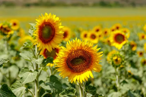 Sunflower Field 4K Wallpaper · flowers · 3840×2560
