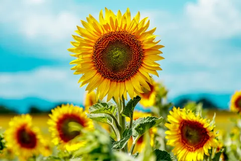 Sunflower Field 4K Wallpaper · flowers · 3840×2560