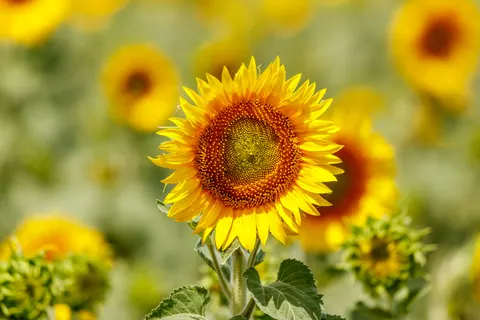 Sunflower Field 4K Wallpaper · flowers · 3840×2560