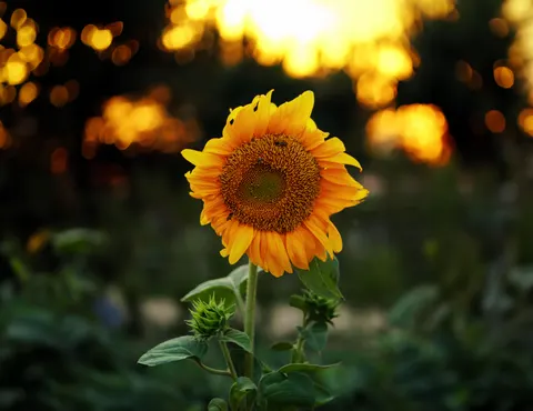 خلفية حقل عباد الشمس بدقة 4K · flowers · 3840×2962
