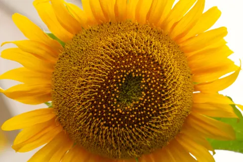 Sunflower Field 4K Wallpaper · flowers · 3840×2560