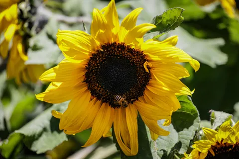 Sunflower Field 4K Wallpaper · flowers · 3840×2561