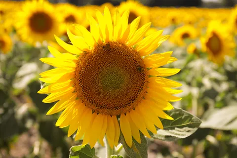 Sunflower Field 4K Wallpaper · flowers · 3840×2560