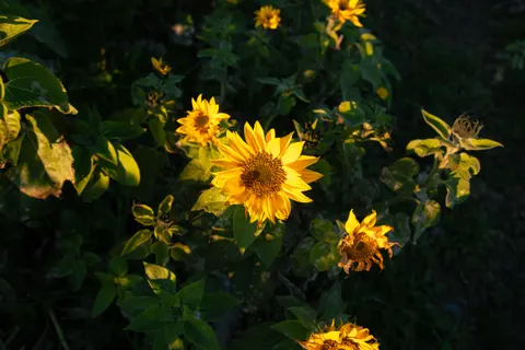 Sunflower Field 4K Wallpaper · flowers · 3840×2560