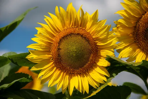Sunflower Field 4K Wallpaper · flowers · 3840×2563