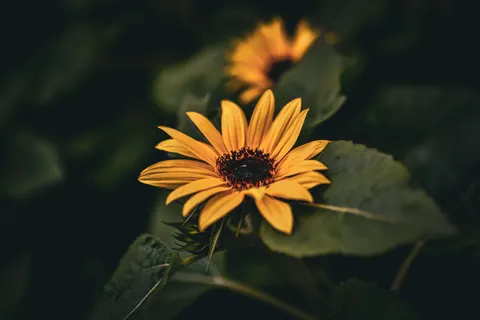 Sonnenblumenfeld 4K Hintergrundbild · flowers · 3840×2563