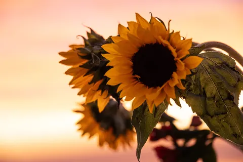 خلفية حقل عباد الشمس بدقة 4K · flowers · 3840×2561