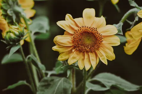 向日葵田 4K壁纸 · flowers · 3840×2560