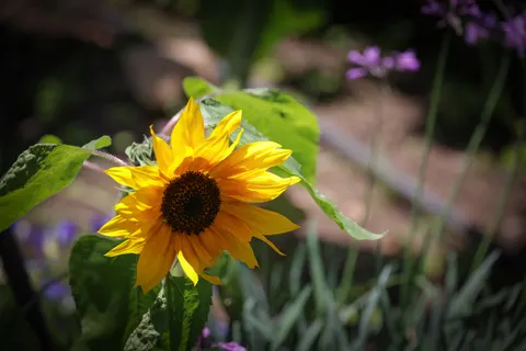 Sunflower Field 4K Wallpaper · flowers · 3840×2561