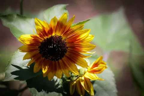 Sunflower Field 4K Wallpaper · flowers · 3840×2561