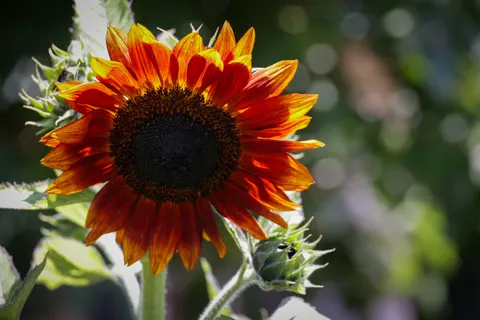 خلفية حقل عباد الشمس بدقة 4K · flowers · 3840×2561