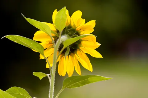 Sunflower Field 4K Wallpaper · flowers · 3840×2560