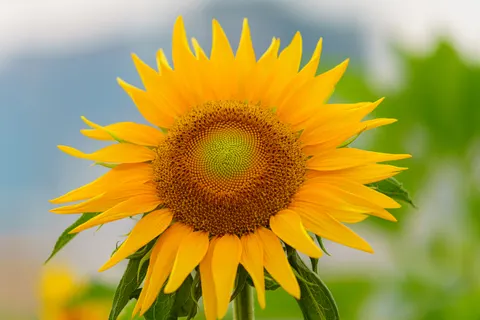 Sunflower Field 4K Wallpaper · flowers · 3840×2561