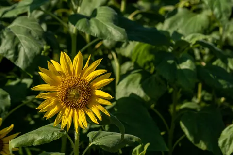Sunflower Field 4K Wallpaper · flowers · 3840×2560