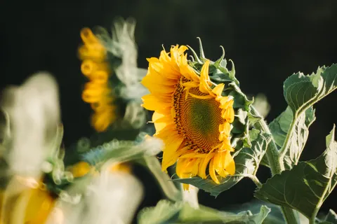 خلفية حقل عباد الشمس بدقة 4K · flowers · 3840×2560
