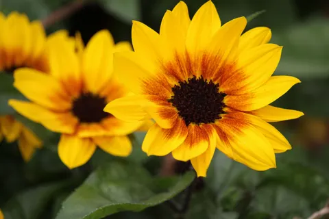 Sunflower Field 4K Wallpaper · flowers · 3840×2560