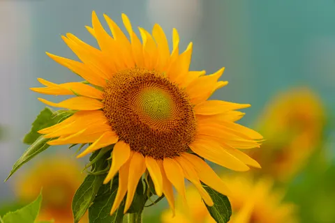 Sunflower Field 4K Wallpaper · flowers · 3840×2561