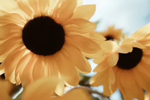 Sunflower Field 4K Wallpaper · flowers · 3840×2560