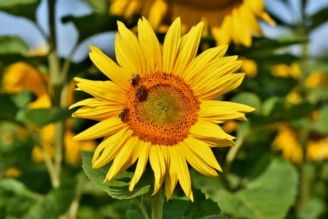 Sunflower Field 4K Wallpaper · flowers · 3840×2560
