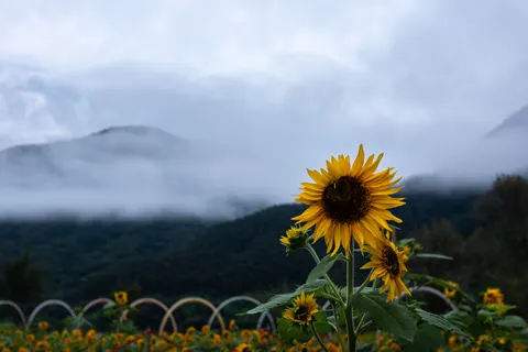 Sunflower Field 4K Wallpaper · flowers · 3840×2560