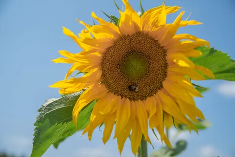 Sunflower Field 4K Wallpaper · flowers · 3840×2563