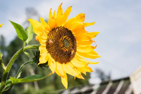 Sunflower Field 4K Wallpaper · flowers · 3840×2560