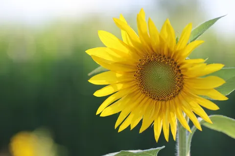 Sunflower Field 4K Wallpaper · flowers · 3840×2560