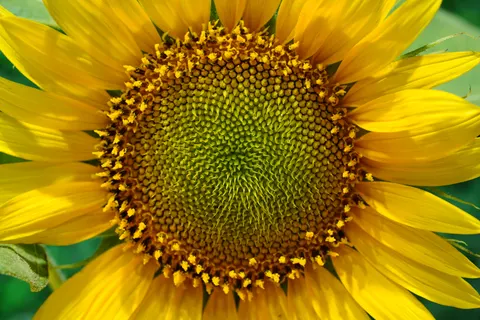 Sunflower Field 4K Wallpaper · flowers · 3840×2561